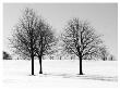Silhouettes Of Winter I by Ilona Wellmann Limited Edition Print