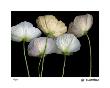 Cream Poppies by Pip Bloomfield Limited Edition Print