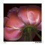 Peony by Pip Bloomfield Limited Edition Print