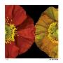 Red & Yellow Poppy I by Pip Bloomfield Limited Edition Print