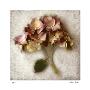 Sand Hydrangea by Donna Geissler Limited Edition Print