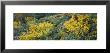 Brittlebush And Barrel Cacti In A Field, Sonoran Desert, Arizona, Usa by Panoramic Images Limited Edition Print