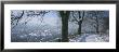 Trees Along A Snow Covered Road, Freiburg Im Breisgau, Breisgau, Baden-Wurttemberg, Germany by Panoramic Images Limited Edition Print
