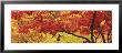 Autumnal Leaves On Maple Trees In A Forest by Panoramic Images Limited Edition Pricing Art Print