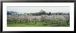 Cherry Trees In An Orchard, Mission Peninsula, Traverse City, Michigan, Usa by Panoramic Images Limited Edition Print