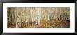 Aspen Trees In The Forest, Aspen, Colorado, Usa by Panoramic Images Limited Edition Print