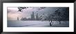 Snow Covered Tree At North Avenue Beach, Chicago, Illinois, Usa by Panoramic Images Limited Edition Print