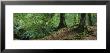 Trees In The Forest, Aberfeldy, Perthshire, Scotland by Panoramic Images Limited Edition Pricing Art Print
