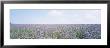 Field Of Phacelia, Germany by Panoramic Images Limited Edition Print