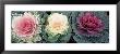Cabbage Flowers, North Carolina, Usa by Panoramic Images Limited Edition Pricing Art Print