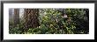 Redwoods And Rhododendrons At Prairie Creek Redwood State Park, California, Usa by Panoramic Images Limited Edition Print