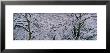 Bare Trees Covered With Snow, Montana, Usa by Panoramic Images Limited Edition Pricing Art Print