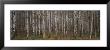 Silver Birch Trees In A Forest, Narke, Sweden by Panoramic Images Limited Edition Print