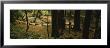 Trial Passing Through The Forest, Bohemian Grove, Muir Woods, California, Usa by Panoramic Images Limited Edition Pricing Art Print