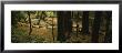 Trial Passing Through The Forest, Bohemian Grove, Muir Woods, California, Usa by Panoramic Images Limited Edition Pricing Art Print