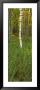 Trees In The Forest, Acadia National Park, Maine, Usa by Panoramic Images Limited Edition Print