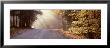 Lights Passing Through Trees In The Woods, Chestnut Ridge Park, New York State, Usa by Panoramic Images Limited Edition Print