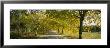 Trees Along The Road, Portugal by Panoramic Images Limited Edition Pricing Art Print