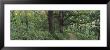 Trees In A Forest, Wisconsin, Usa by Panoramic Images Limited Edition Print