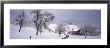 Linden Trees On A Snow Covered Landscape, Canton Of Zug, Switzerland by Panoramic Images Limited Edition Print