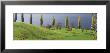 Row Of Poplar Trees, Lake Zug, Switzerland by Panoramic Images Limited Edition Print