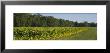 Crop Of Tobacco In A Field, Winchester, Kentucky, Usa by Panoramic Images Limited Edition Print