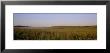 Tall Grass On A Landscape, Illinois, Usa by Panoramic Images Limited Edition Pricing Art Print