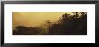 Trees In A Forest At Sunset, Rancho Naturalista, Costa Rica, Usa by Panoramic Images Limited Edition Pricing Art Print