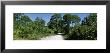 Trees Along A Walkway, Honeymoon Island State Park, Florida, Usa by Panoramic Images Limited Edition Pricing Art Print