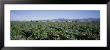 Artichoke Crop In A Field, Salinas Valley, California, Usa by Panoramic Images Limited Edition Print