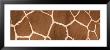 Reticulated Giraffe Markings by Panoramic Images Limited Edition Print