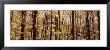 Trees In A Forest, Alleghany State Park, New York State, Usa by Panoramic Images Limited Edition Pricing Art Print