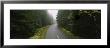 Two Lane Highway Running Through A Forest, Park Loop Road, Acadia National Park, Maine, Usa by Panoramic Images Limited Edition Print