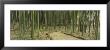Bamboo Trees On Both Sides Of A Path, Kyoto, Japan by Panoramic Images Limited Edition Print