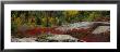 Flowers On Rocks, Acadia National Park, Maine, Usa by Panoramic Images Limited Edition Print