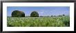 Rolled Up Sods In A Field by Panoramic Images Limited Edition Pricing Art Print
