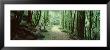 Trees Along A Trail, Rain Forest Trail, Wild Rivers National Park, Australia by Panoramic Images Limited Edition Pricing Art Print