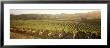 Vineyards, Carneros District, Napa Valley, California, Usa by Panoramic Images Limited Edition Pricing Art Print