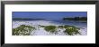 Grass On The Beach, Fort De Soto Park, Tierra Verde, Florida, Usa by Panoramic Images Limited Edition Print