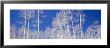 American Aspen Trees In The Forest, Utah, Usa by Panoramic Images Limited Edition Pricing Art Print