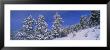 Pine Trees, Colorado, Usa by Panoramic Images Limited Edition Print