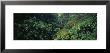 Rainforest, Hawaii, Usa by Panoramic Images Limited Edition Print