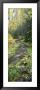 Stream Flowing Through A Rainforest, Utah, Usa by Panoramic Images Limited Edition Print