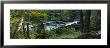 River Flowing Through The Forest, Presque Isle River, Porcupine Mountains, Michigan, Usa by Panoramic Images Limited Edition Print