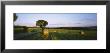 Hay Bales In A Field, Germany by Panoramic Images Limited Edition Pricing Art Print