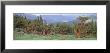 Bristlecone Pine Tree On The Landscape, Colorado, Usa by Panoramic Images Limited Edition Print