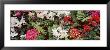 Flowers, Australia by Panoramic Images Limited Edition Print