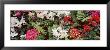 Flowers, Australia by Panoramic Images Limited Edition Pricing Art Print