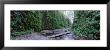 Trees In A Forest, Fern Canyon, Prairie Creek Redwoods State Park, California, Usa by Panoramic Images Limited Edition Print