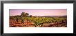 Sattui Winery, Napa Valley, California, Usa by Panoramic Images Limited Edition Print